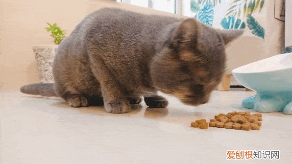 关于猫的一些常识英文版，20条关于猫咪的“冷知识”，养猫的你，知道多少呢
