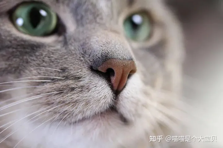 关于猫的一些常识英文版，20条关于猫咪的“冷知识”，养猫的你，知道多少呢