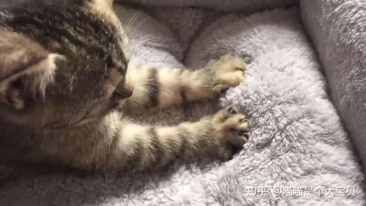 关于猫的一些常识英文版，20条关于猫咪的“冷知识”，养猫的你，知道多少呢