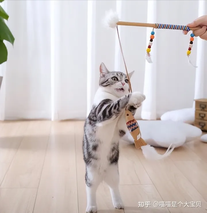 关于猫的一些常识英文版，20条关于猫咪的“冷知识”，养猫的你，知道多少呢