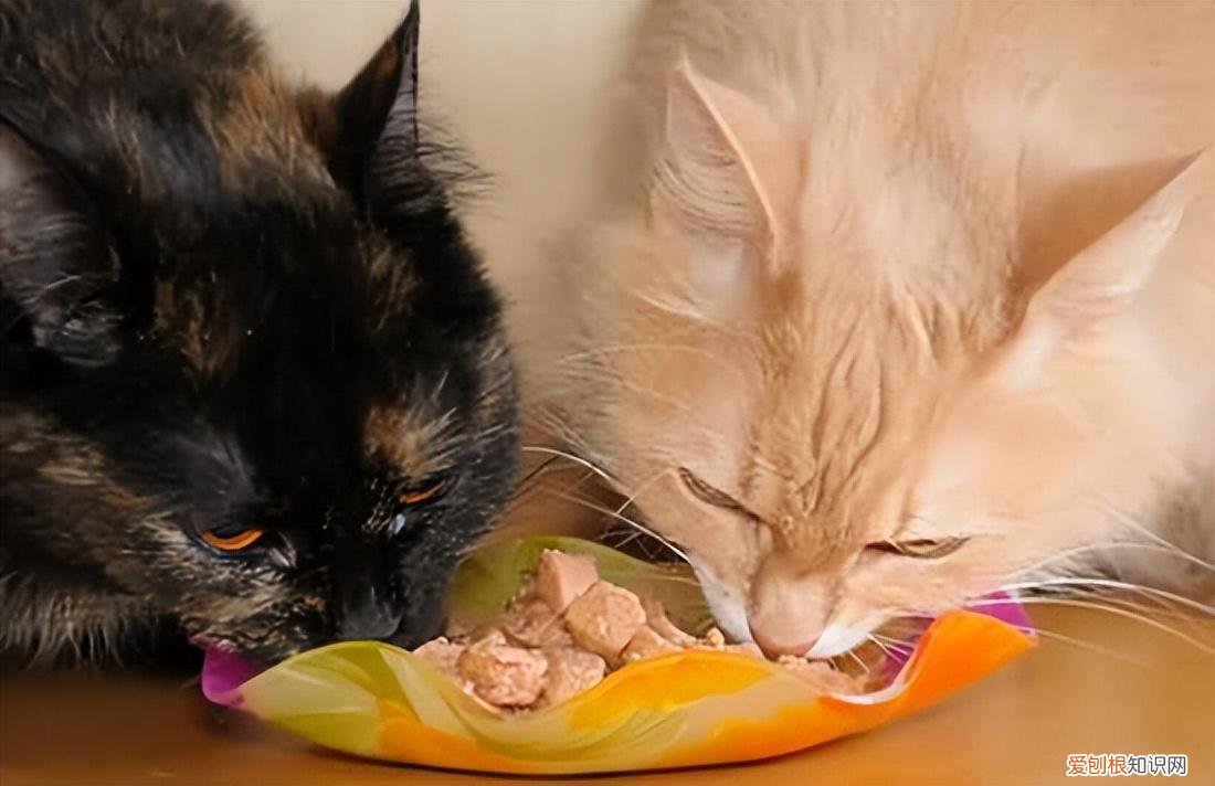 你知道猫的英文怎么说,12个猫咪知识的快问快答,有你想了解的吗?