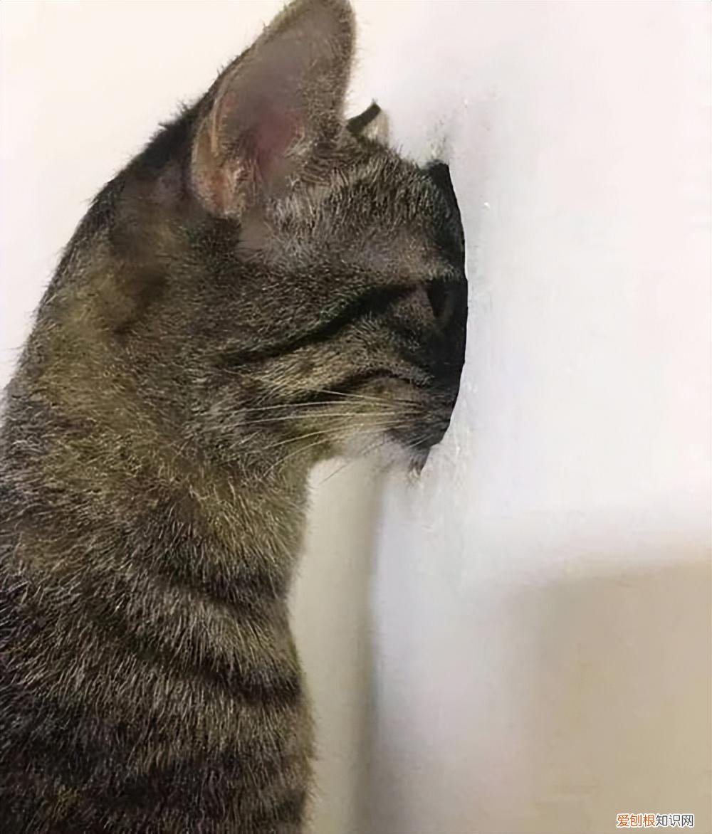 你知道猫的英文怎么说,12个猫咪知识的快问快答,有你想了解的吗?