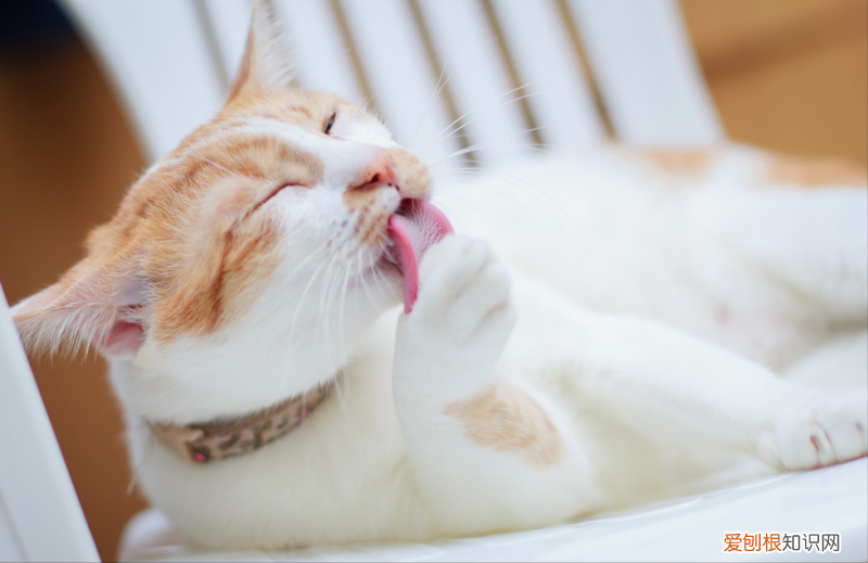 你知道猫的英文怎么说,12个猫咪知识的快问快答,有你想了解的吗?