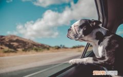 夏天阿拉斯加犬怎么防止中暑 阿拉斯加中暑什么症状