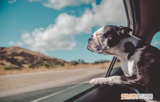 夏天阿拉斯加犬怎么防止中暑 阿拉斯加中暑什么症状