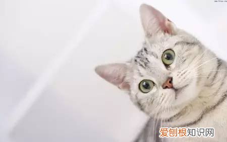 喵星人铲屎官，喵星人常识问答 你能对几个?