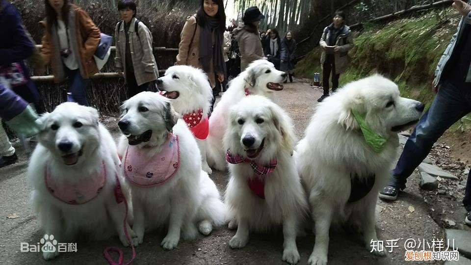 如何辨别是不是宠物狗，如何分辨各种各样的宠物狗？