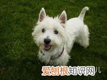 如何辨别是不是宠物狗，如何分辨各种各样的宠物狗？