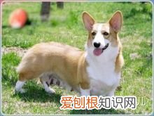 如何辨别是不是宠物狗，如何分辨各种各样的宠物狗？