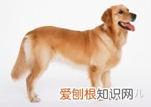 如何辨别是不是宠物狗，如何分辨各种各样的宠物狗？
