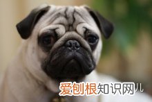 如何辨别是不是宠物狗，如何分辨各种各样的宠物狗？