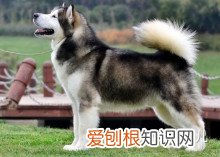 如何辨别是不是宠物狗，如何分辨各种各样的宠物狗？