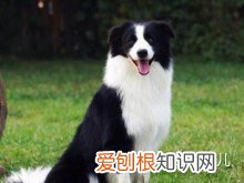 如何辨别是不是宠物狗，如何分辨各种各样的宠物狗？