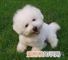 如何辨别是不是宠物狗，如何分辨各种各样的宠物狗？