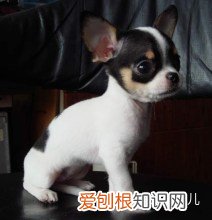 如何辨别是不是宠物狗，如何分辨各种各样的宠物狗？