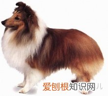 如何辨别是不是宠物狗，如何分辨各种各样的宠物狗？