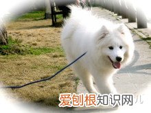 如何辨别是不是宠物狗，如何分辨各种各样的宠物狗？