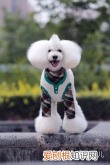 如何辨别是不是宠物狗，如何分辨各种各样的宠物狗？