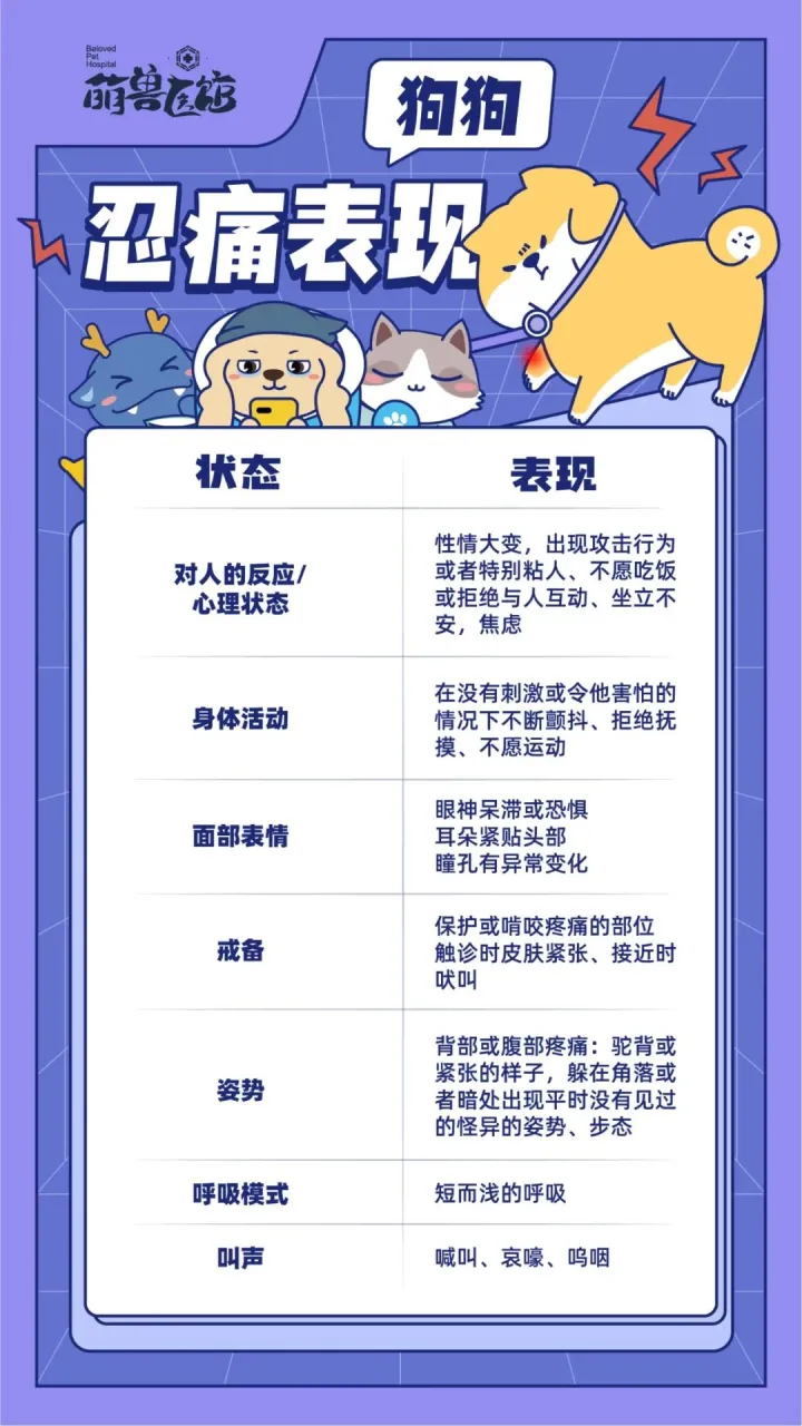 怎么分辨宠物兔和家兔，怎么辨别宠物在忍痛？别忽视患病的早期征兆！