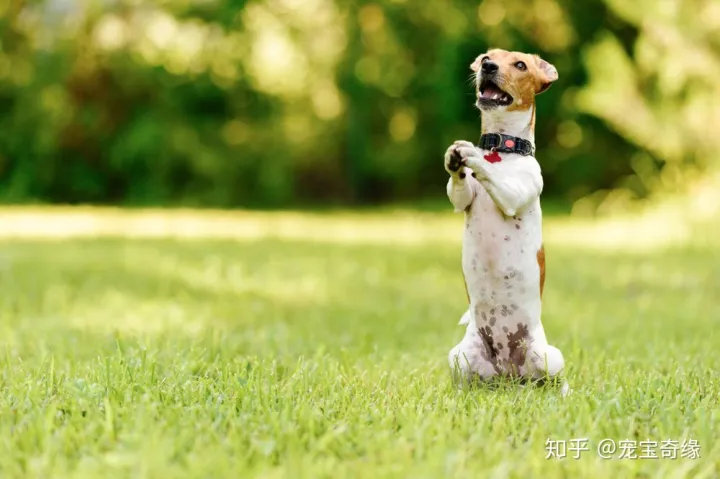 怎么判断狗是不是聪明,你的狗狗聪明吗?下面告诉你辨别的方法