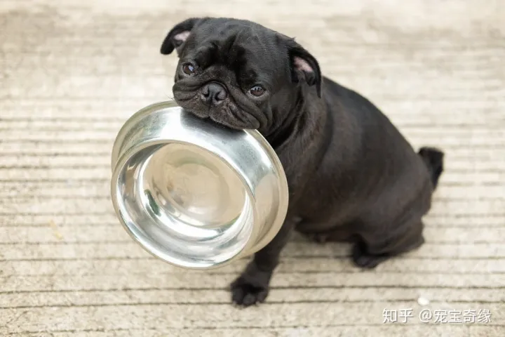 怎么判断狗是不是聪明,你的狗狗聪明吗?下面告诉你辨别的方法