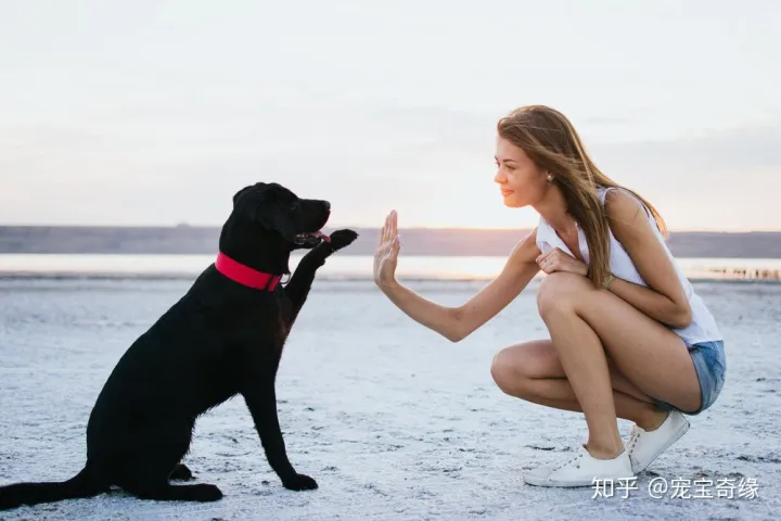 怎么判断狗是不是聪明,你的狗狗聪明吗?下面告诉你辨别的方法