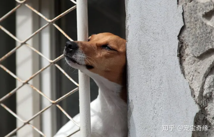 怎么判断狗是不是聪明,你的狗狗聪明吗?下面告诉你辨别的方法
