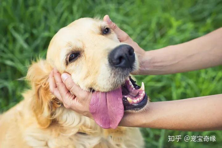 怎么判断狗是不是聪明,你的狗狗聪明吗?下面告诉你辨别的方法