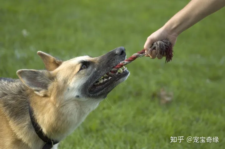 怎么判断狗是不是聪明,你的狗狗聪明吗?下面告诉你辨别的方法