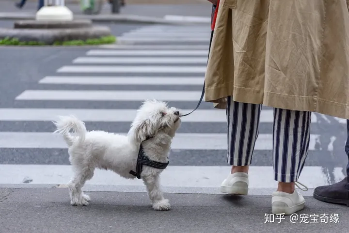 怎么判断狗是不是聪明,你的狗狗聪明吗?下面告诉你辨别的方法