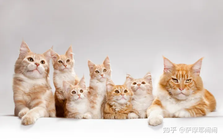 怎么区分猫咪的性别，如何辨别猫咪的性别？有什么体型上的差异？