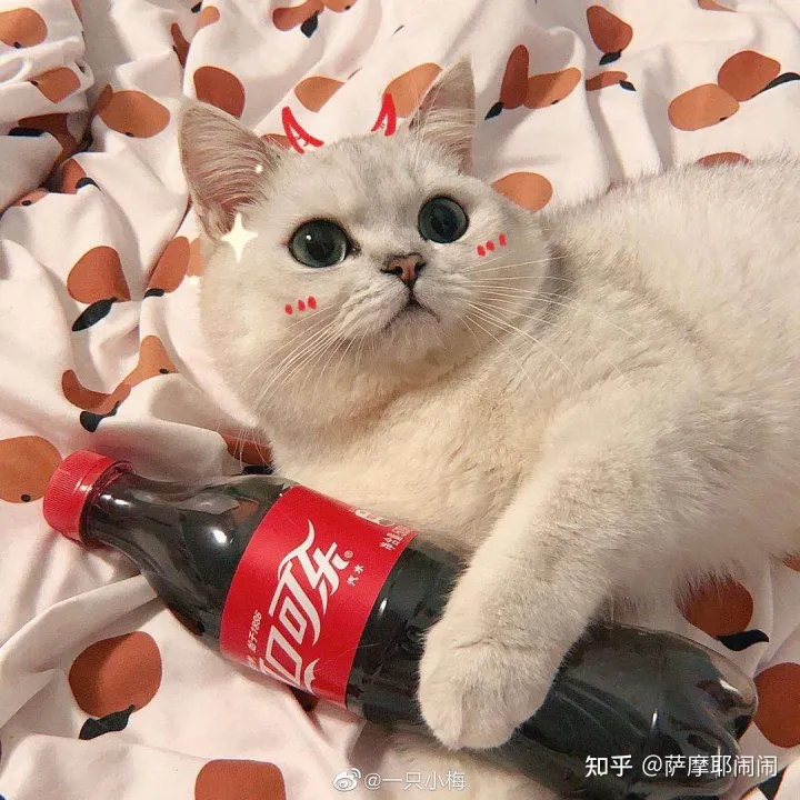 怎么区分猫咪的性别，如何辨别猫咪的性别？有什么体型上的差异？