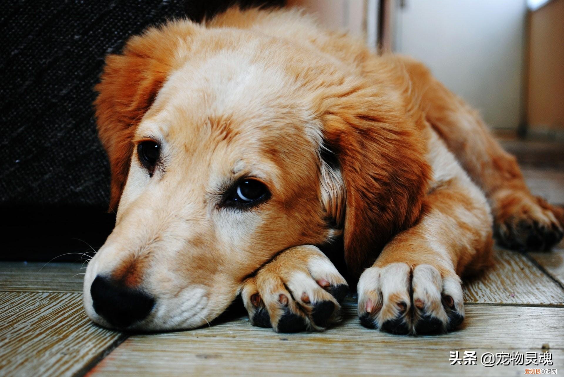 狗狗怎样判断年龄，医生是如何判断宠物的年龄？三分钟教你判断狗狗的年龄