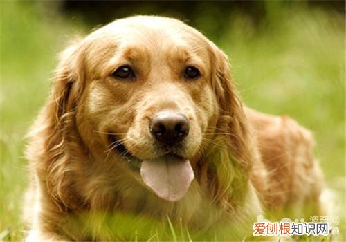 狗粮鉴别的四种常见方法图片，狗粮鉴别的四种常见方法