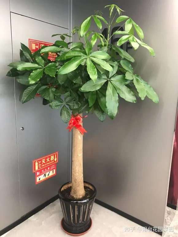 客厅摆什么花比较好运招财,6种“吉利花”养在客厅里,一帆风顺,运气好,日子越过越顺当