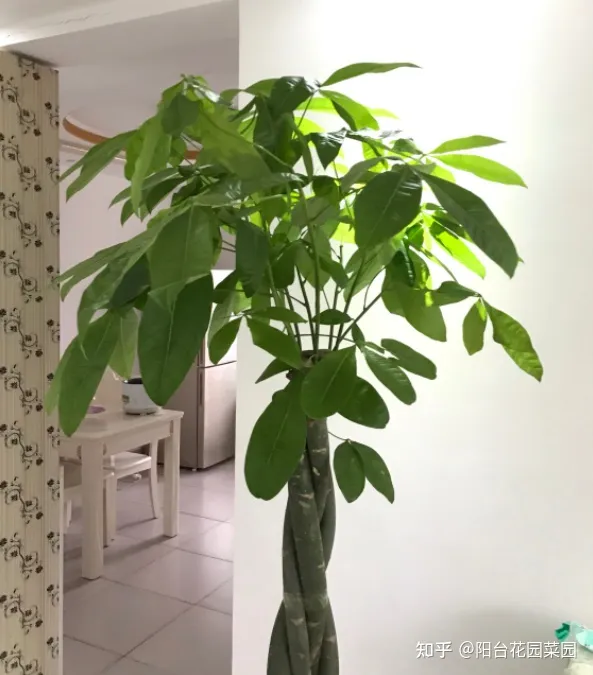 客厅摆什么花比较好运招财,6种“吉利花”养在客厅里,一帆风顺,运气好,日子越过越顺当