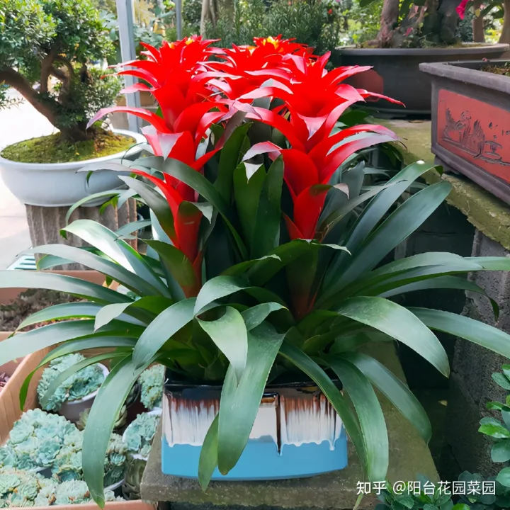 客厅摆什么花比较好运招财,6种“吉利花”养在客厅里,一帆风顺,运气好,日子越过越顺当