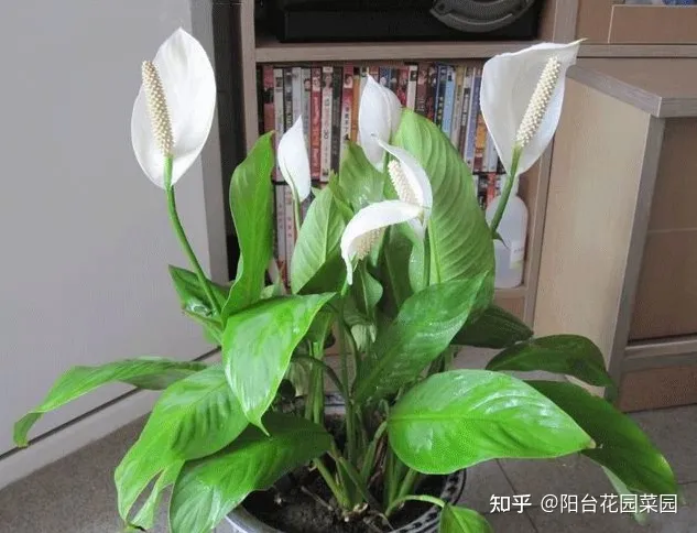 客厅摆什么花比较好运招财,6种“吉利花”养在客厅里,一帆风顺,运气好,日子越过越顺当