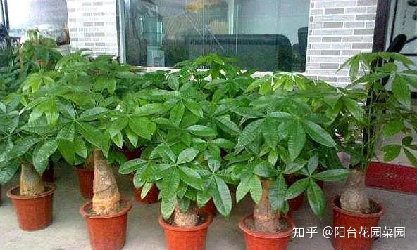 客厅摆什么花比较好运招财,6种“吉利花”养在客厅里,一帆风顺,运气好,日子越过越顺当