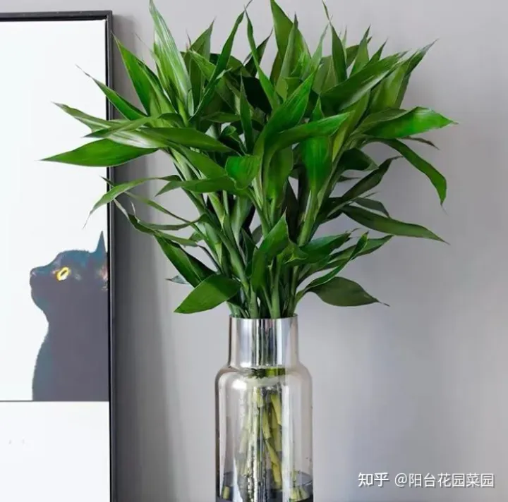 客厅摆什么花比较好运招财,6种“吉利花”养在客厅里,一帆风顺,运气好,日子越过越顺当