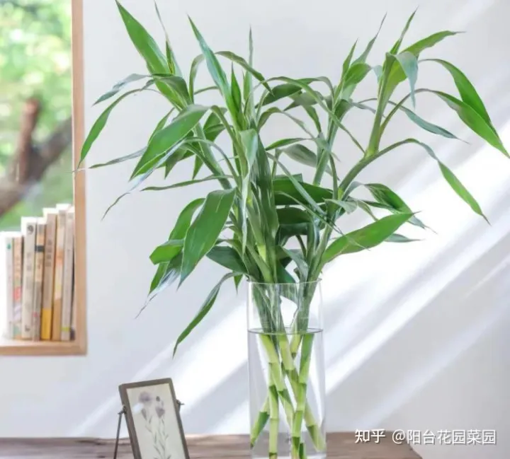 客厅摆什么花比较好运招财,6种“吉利花”养在客厅里,一帆风顺,运气好,日子越过越顺当