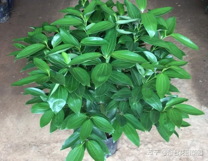 客厅摆什么花比较好运招财,6种“吉利花”养在客厅里,一帆风顺,运气好,日子越过越顺当