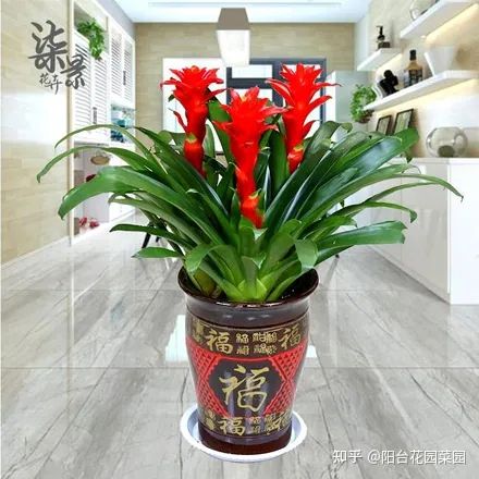客厅摆什么花比较好运招财,6种“吉利花”养在客厅里,一帆风顺,运气好,日子越过越顺当