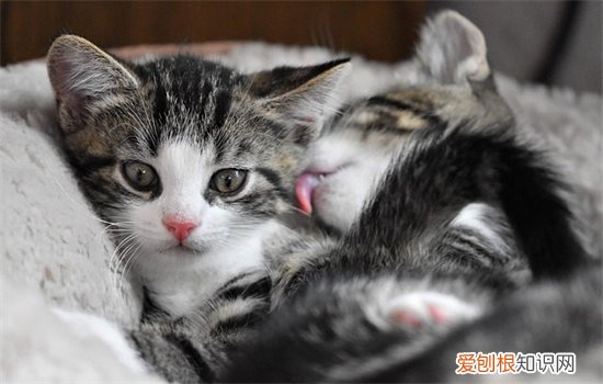 猫老是吐是什么原因导致，猫经常吐什么原因