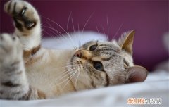 猫老是吐是什么原因导致，猫经常吐什么原因