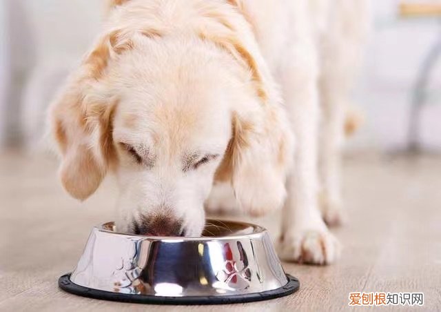 成年宠物猪多重 重达180斤！主人把狗养成猪竟很得意