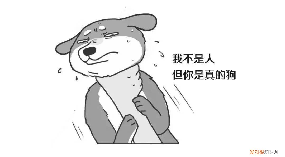 成年宠物猪多重 重达180斤！主人把狗养成猪竟很得意