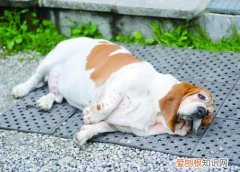 成年宠物猪多重 重达180斤！主人把狗养成猪竟很得意