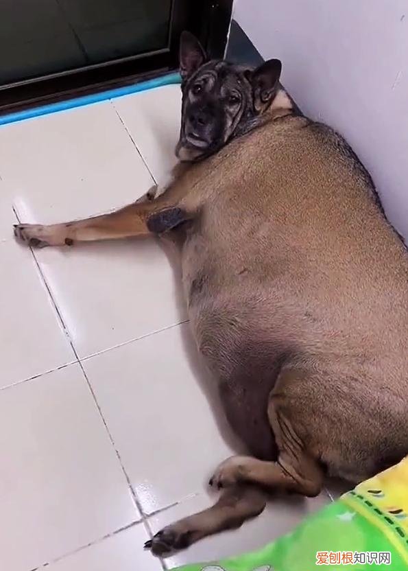 成年宠物猪多重 重达180斤！主人把狗养成猪竟很得意