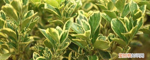 金边黄杨种植技术 金边黄杨的养殖方法和注意事项